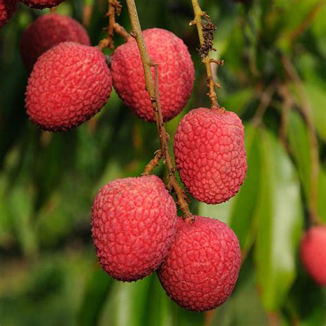 Litchi - Fruit Plants & Tree – Exotic Space