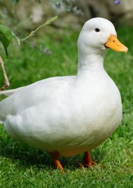 Image result for Duck Number Code in Python Using Count