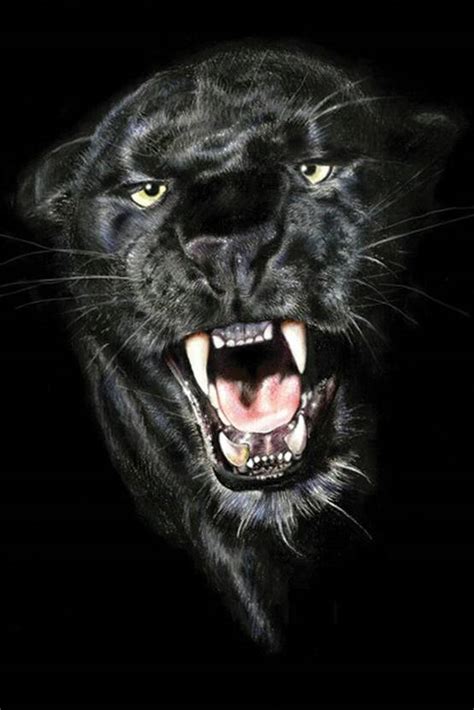 black panther animal Poster Paper Print - Decorative posters in India ...