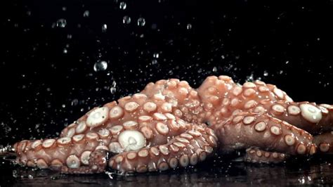 Image result for Octopus Animation