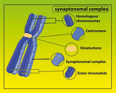 Synapsis occurs during which phase?(a)Anaphase I(b)Telophase I(c ...