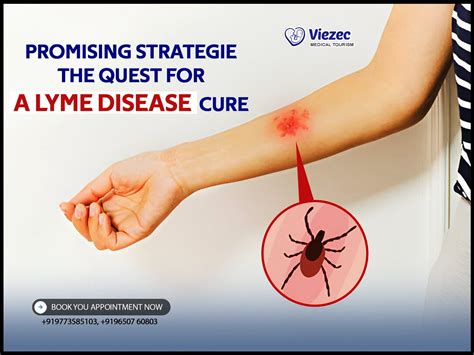 Promising Strategies: The Quest For A Lyme Disease Cure