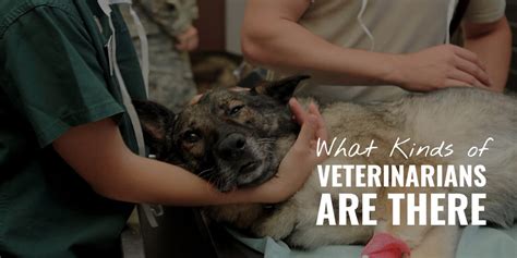 What Kinds of Veterinarians Are There? – Specializations & Studies