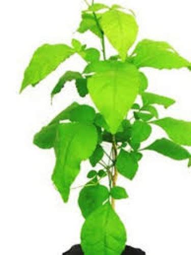 Bel (Wood apple) Plant