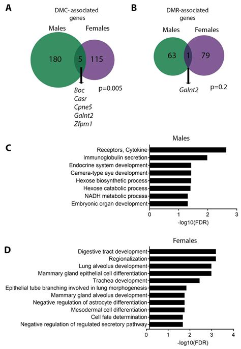 Perinatal Lead Exposure Promotes Sex-Specific Epigenetic Programming of ...