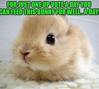 Image result for Bunny Memes Clean