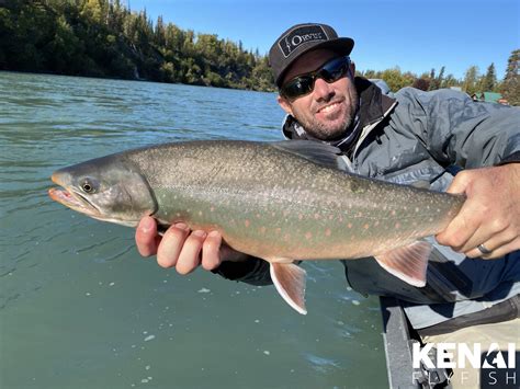 Dolly Varden Photos - Kenai Fly Fish