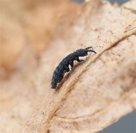 Image result for Springtail Bug-Bite