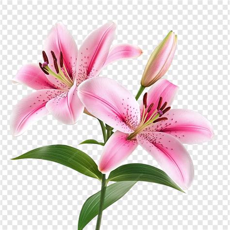 Two pink lilies with green leaves and buds a beautiful floral ...