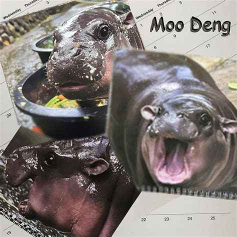 Snktiny Moo Deng Calendar 2025, Moo Deng Hippo Wall Calendar India | Ubuy