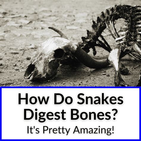 Image result for How Snakes Digest Food