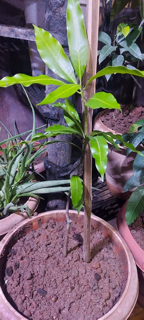 DIARAA Rare Original Japanese Miyazaki Mango plant Grafted (2.5 to 3 ...