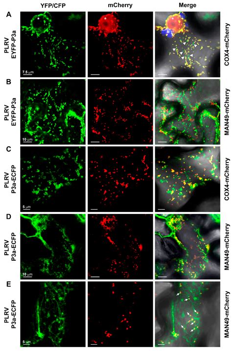 The Interaction Dynamics of Two Potato Leafroll Virus Movement Proteins ...