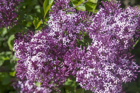 'Miss Kim' Lilac: Plant Care & Growing Guide