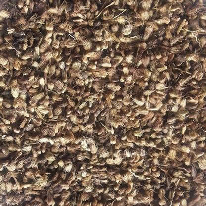 Green India Cenchrus/Buffel/Anjan/Kolukattai/Dhaman/Kusa gaddi grass ...