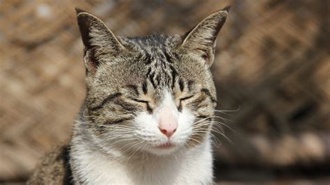 Download wallpaper cat, cat, mustache, face, mood, sleeping, section ...