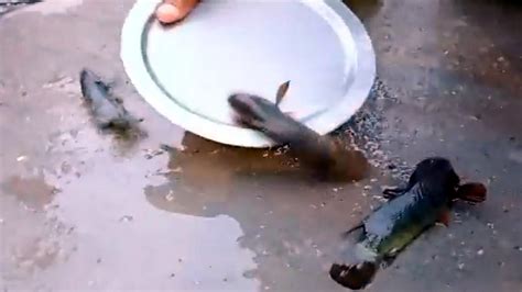 Fish Rain In Telangana: तेलंगाना में आसमान से हुई मछलियों की बारिश ...