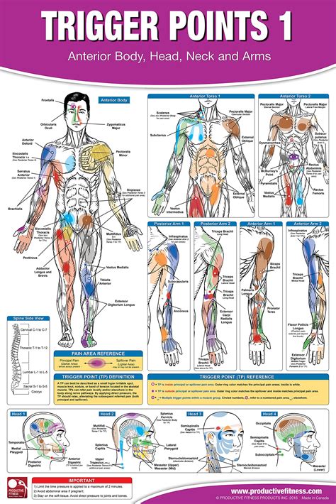 Muscle Therapy Locations at Liam Hinkler blog
