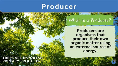 Examples of Producers in an Ecosystem Explained