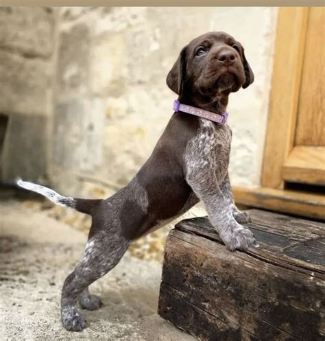 Best 13 German Shorthaired Pointer Colors: An Overview Of Breed ...