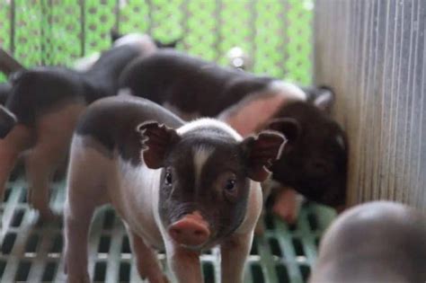 农业农村部关于印发《生猪产地检疫规程》和《生猪屠宰检疫规程》的通知 | 中国动物保健·官网