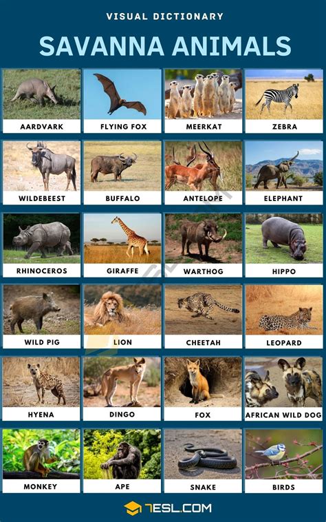 Savanna Animals: Visual Dictionary Poster