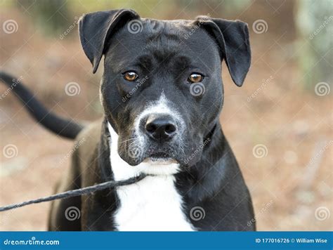 Black and White Pitbull Mastiff Mixed Breed Dog Wagging Tail Stock ...