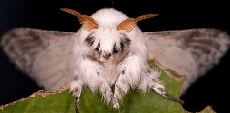 Image result for Moth Corpse Bride Stencil