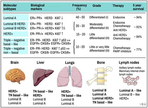 Classic and New Markers in Diagnostics and Classification of Breast Cancer