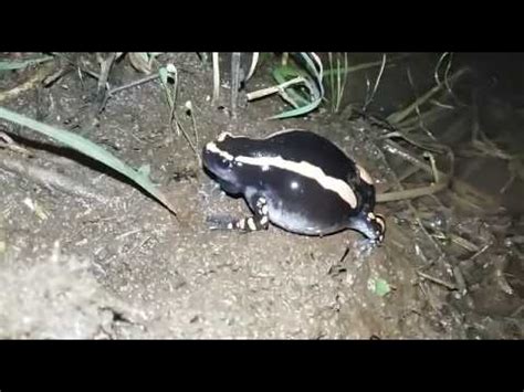 Image result for Alien Frog YouTube