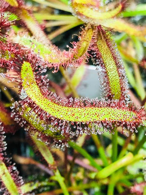 50 drosera capensis cape sundew seeds fresh harvest 2022 open ...