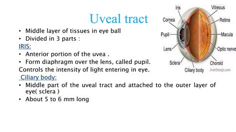 Disorders of uveal tract | PPTX