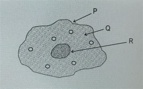 Given below is a diagram of a typical cell.(a) Name the parts labelled ...