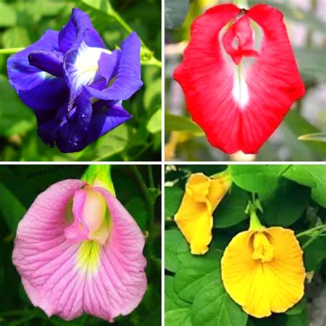 LEAFFYCO Aparajita Double Mixed Seeds | Aparajita Multipetal Seeds ...