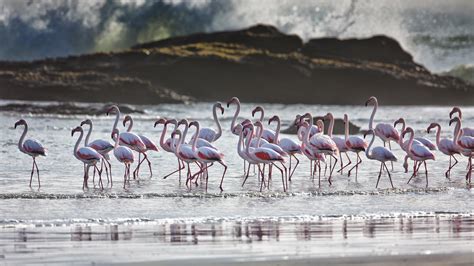 Bing Flamingo Wallpaper 的图像结果