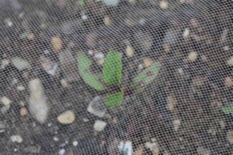 Image result for Cladding Insect Barrier