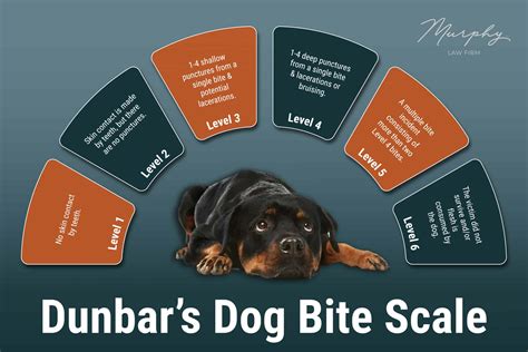 First Aid Tips for Dog Bites - Murphy Law