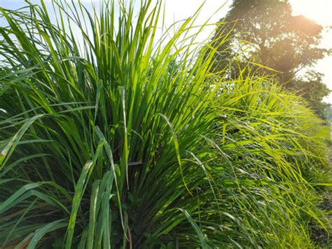 Growing and Caring for Lemon Grass Plants: All You Must Know – Ugaoo