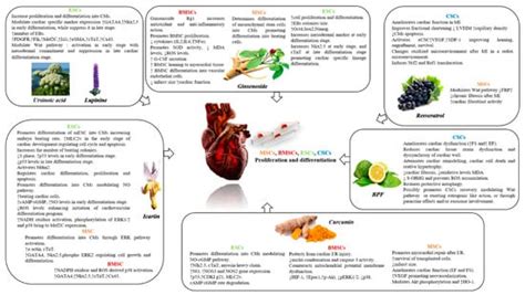 The Potential Properties of Natural Compounds in Cardiac Stem Cell ...
