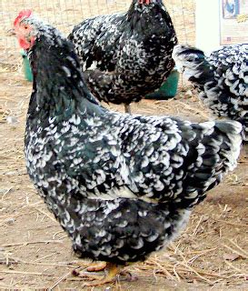 Image result for Black Java Chicks