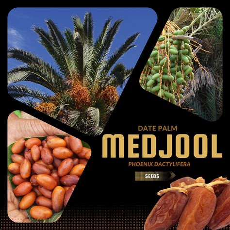 Medjool Date Palm Phoenix Dactylifera Rare Plants Seeds Judean Date ...