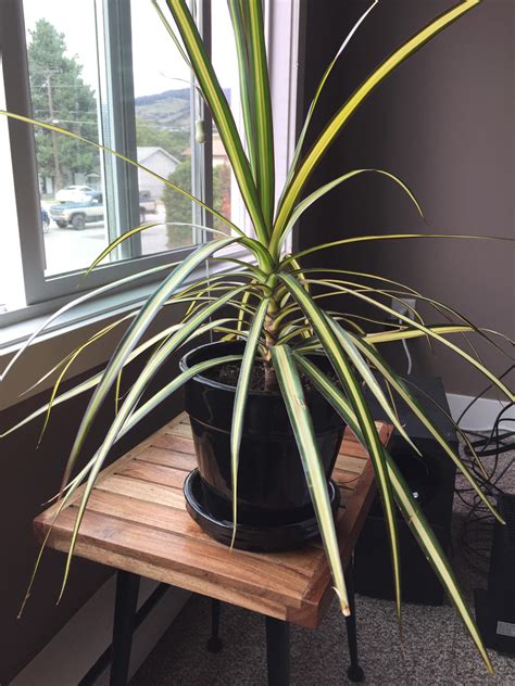 New dracaena marginata, why are the leaves drooping? : r/houseplants