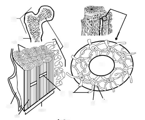 Image result for Flex Bone Matrix