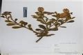 Herbarium JCB