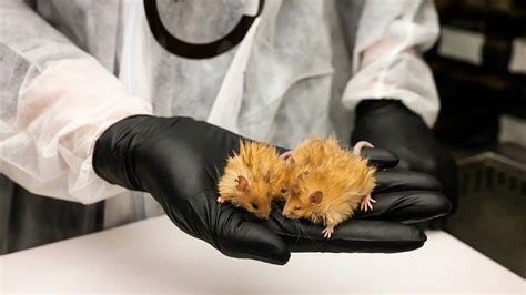 The dodo is coming back!- The Week