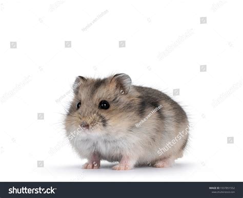 Cute Russian Dwarf Hamster