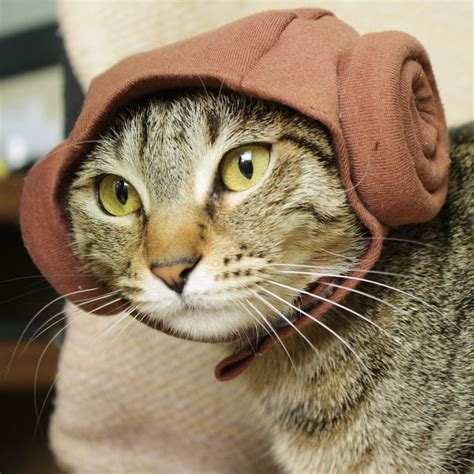 Star Wars Cat Costumes