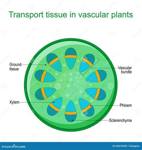 Vascular Bundle Labeled