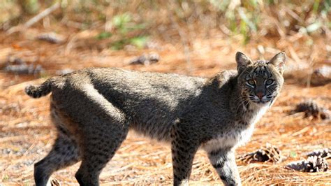 Image result for Python Swallows Bobcat