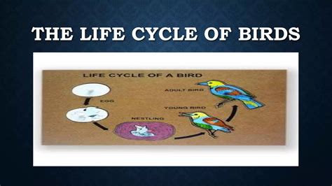 The life Cycle of a Bird | PPTX